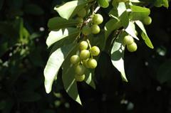 گیلاس رودخانه هِربِرت